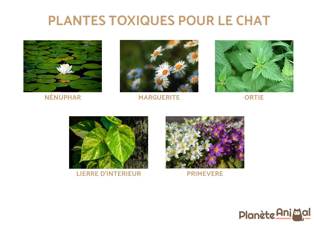 Plantes toxiques pour le chat - GUIDE COMPLET
