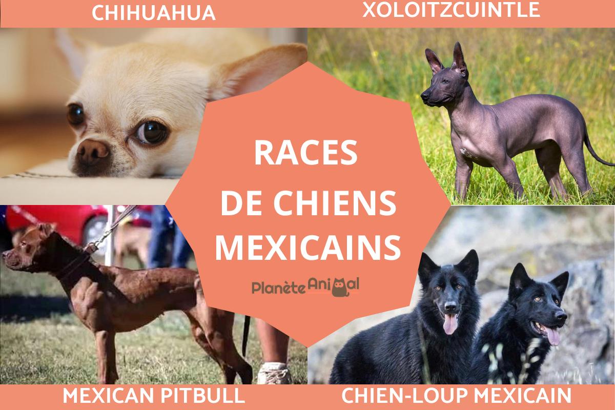 Races de chiens mexicains