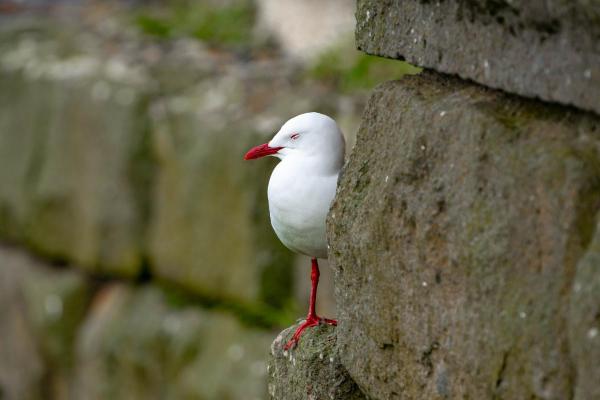 Où dorment les mouettes ? - Comment dorment les mouettes ? 