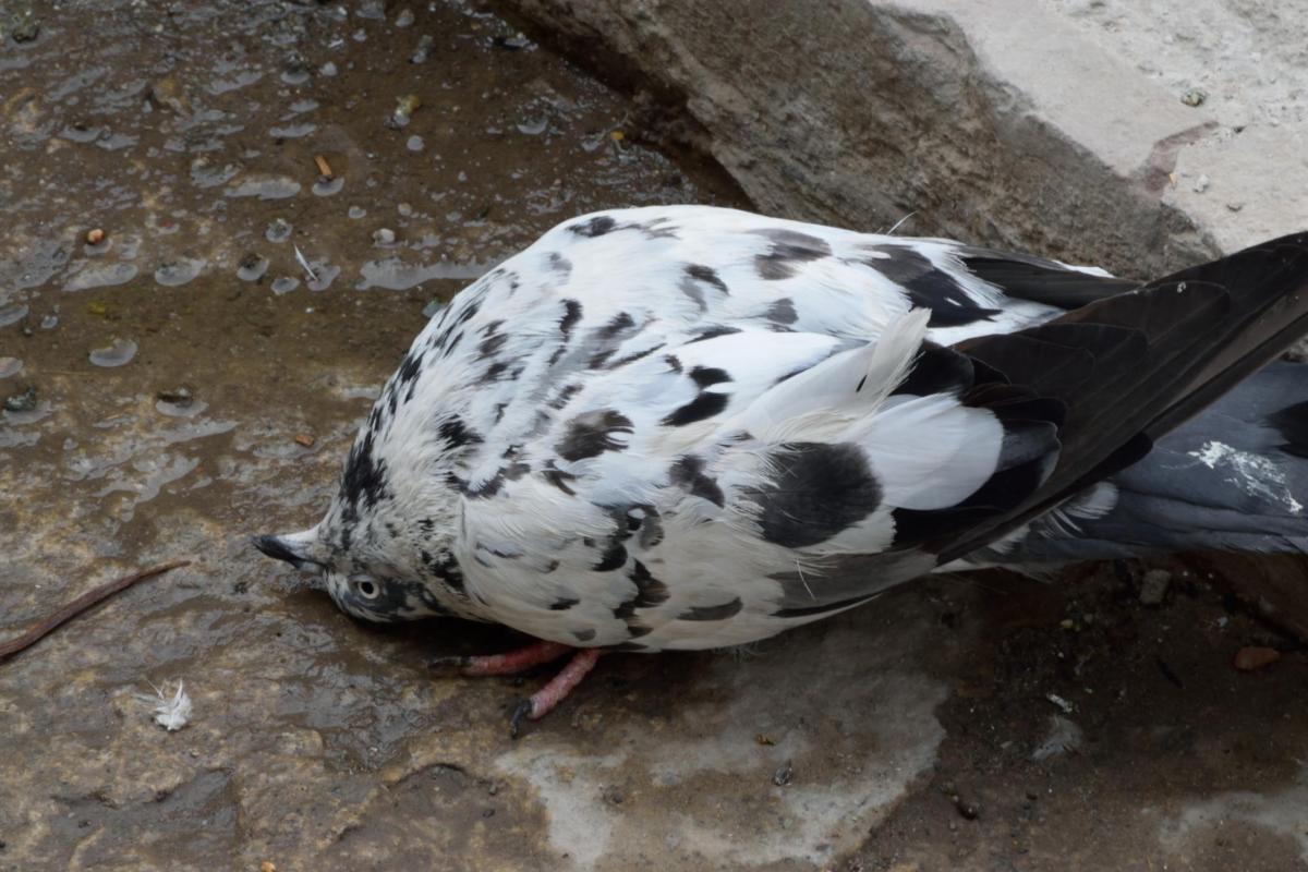Maladie des pigeons zombies - Symptômes et contagion