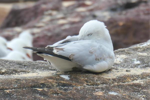Où dorment les mouettes ? - Où dorment les mouettes ? 