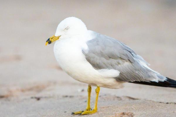 Où dorment les mouettes ?