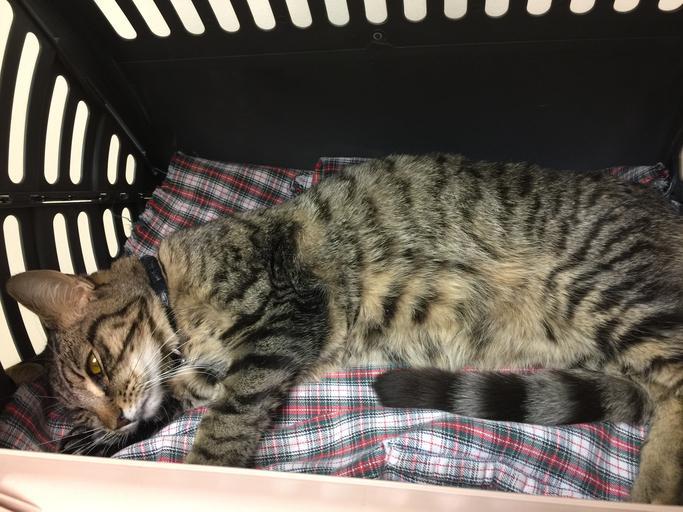 Mon chat a le ventre gonflé et dur Causes et traitement — free download