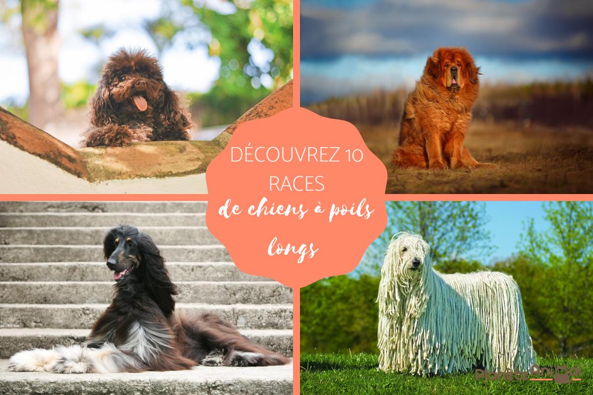 10 races de chiens à poil long