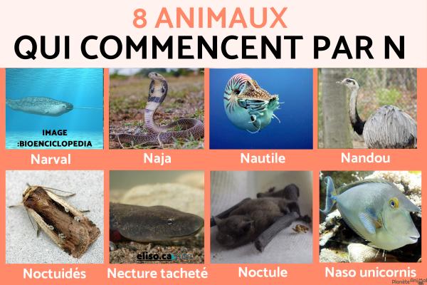 Animal qui commence par N - En Français et en Anglais