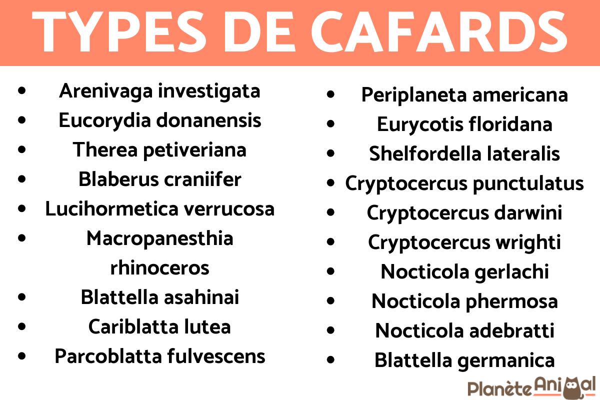 19 TYPES DE CAFARDS Petite blatte, blatte de jardin et bien d'autres — free download