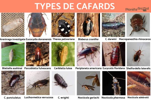 Types de cafards