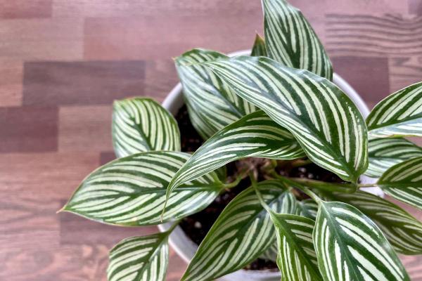 Plantes compatibles pour les chats - 10. Calathéa