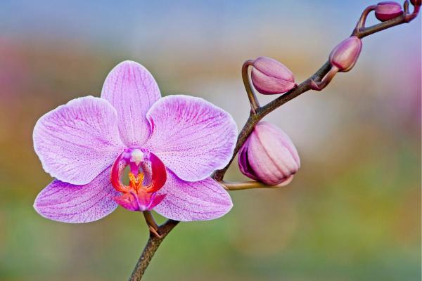Plantes compatibles pour les chats - 1. Orchidée papillon