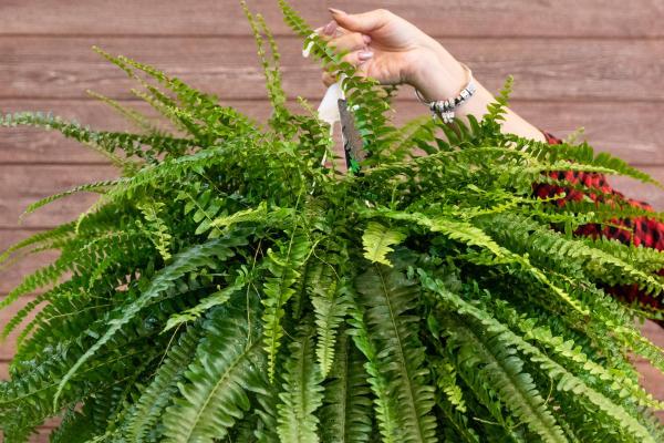 Plantes compatibles pour les chats - 2. Fougère de Boston