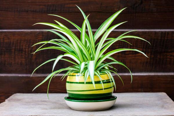 Plantes compatibles pour les chats - 3. Chlorophyton chevelu