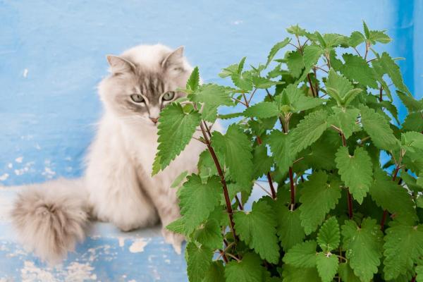 Plantes compatibles pour les chats - 4. Herbe à chat