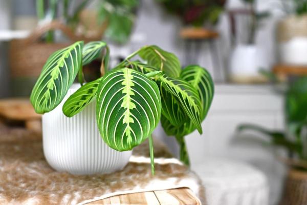 Plantes compatibles pour les chats - 5. Maranta