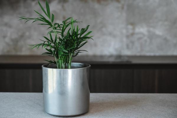 Plantes compatibles pour les chats - 6. Palmiste multipliant