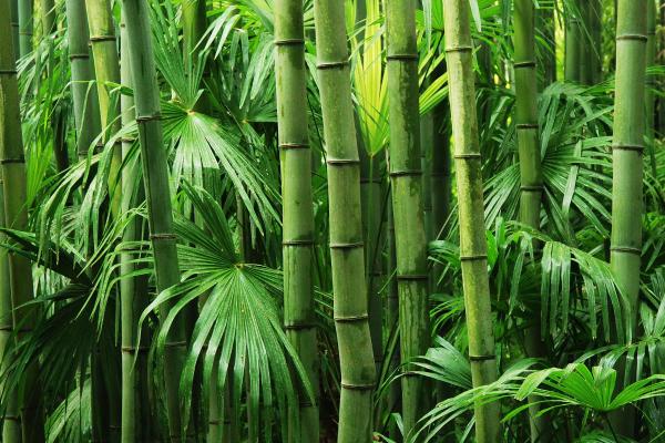 Plantes compatibles pour les chats - 7. Bambou