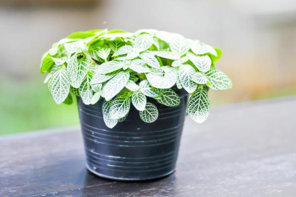 Plantes compatibles pour les chats - 8. Fittonia