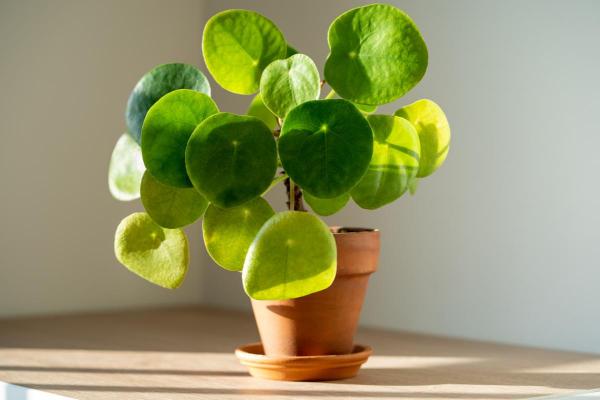 Plantes compatibles pour les chats - 9. Pilea peperomioides