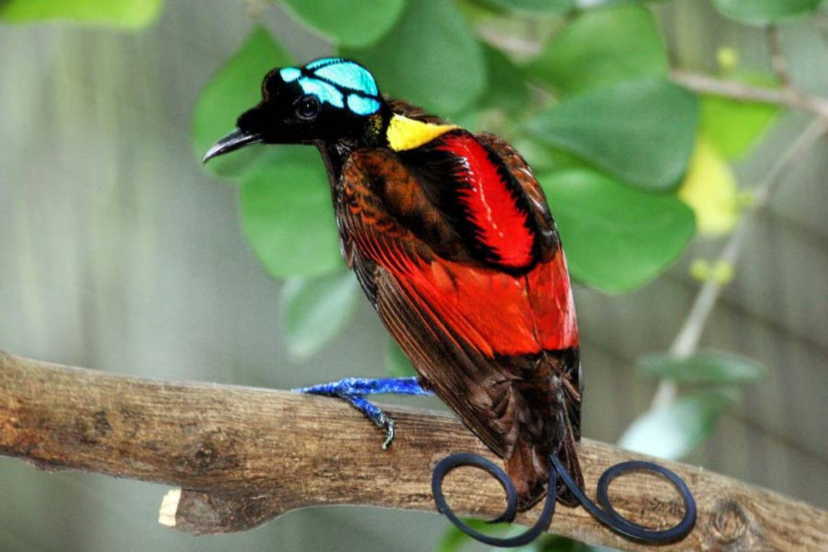 Paradisier ou oiseau de paradis - Animal, caractéristiques et photos