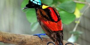Paradisier ou oiseau de paradis - Animal, caractéristiques et photos