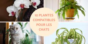 Plantes compatibles pour les chats