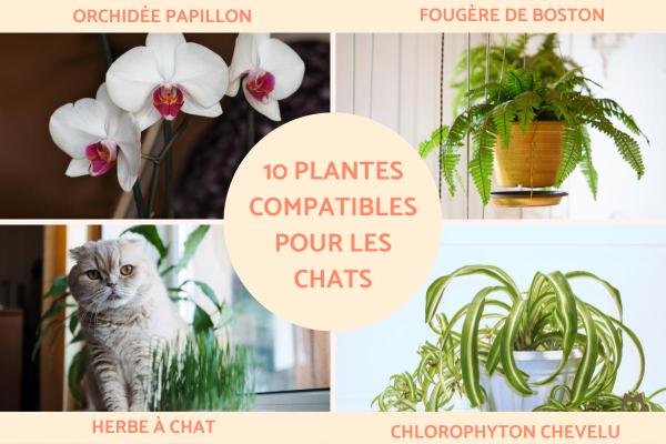 Plantes compatibles pour les chats