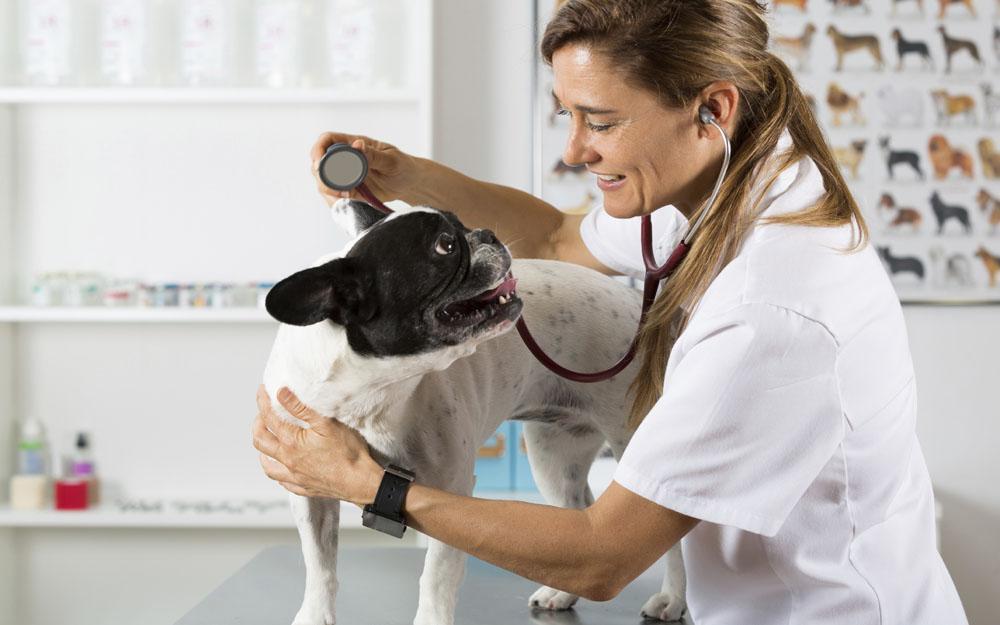 Mon chien respire mal causes et solutions