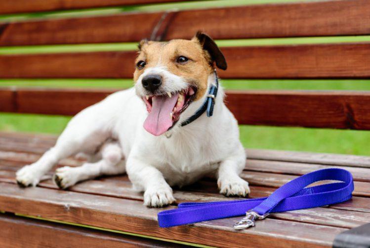 Mon chien respire mal causes et solutions