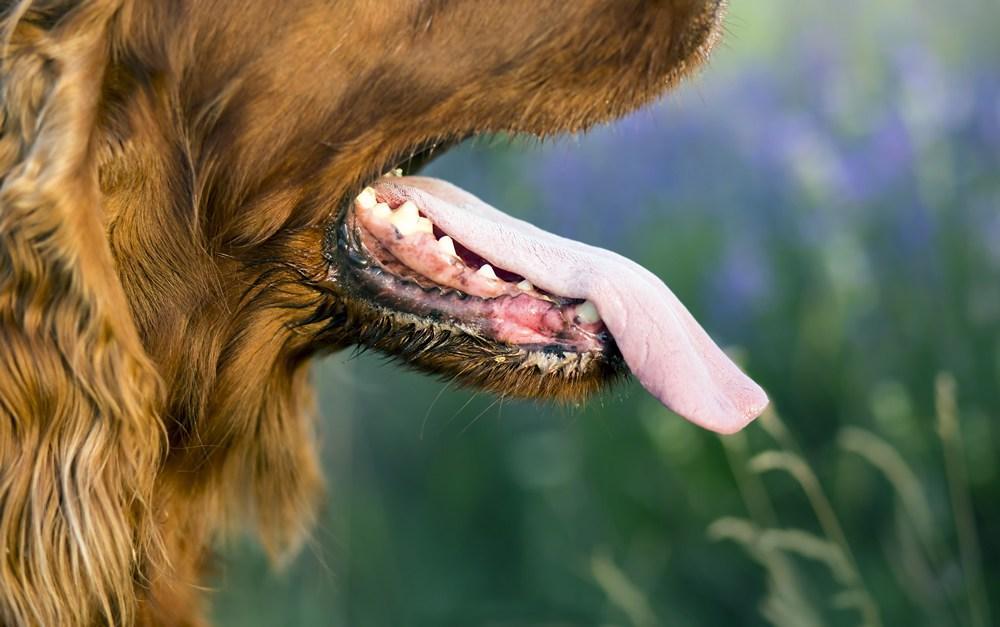 Mon chien respire mal causes et solutions