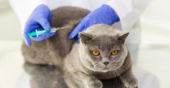 Les effets secondaires des vaccins chez le chat
