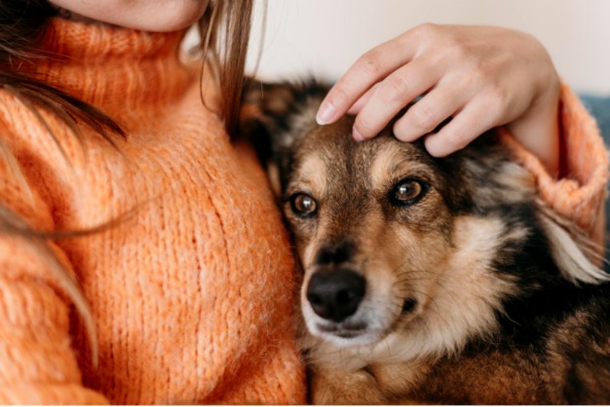 Un chien oublie-t-il son maître ? - Comportement canin