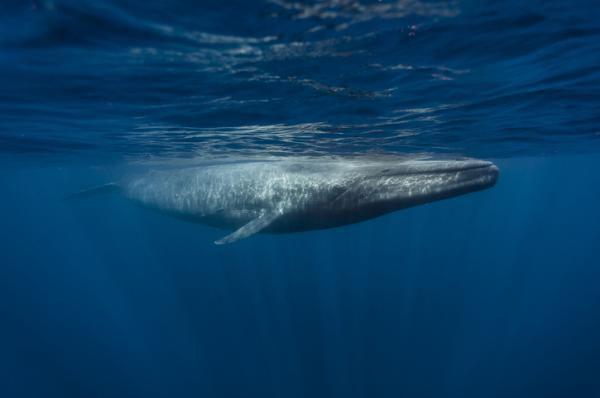 Baleine bleue : 10 choses à savoir sur ce cétacé