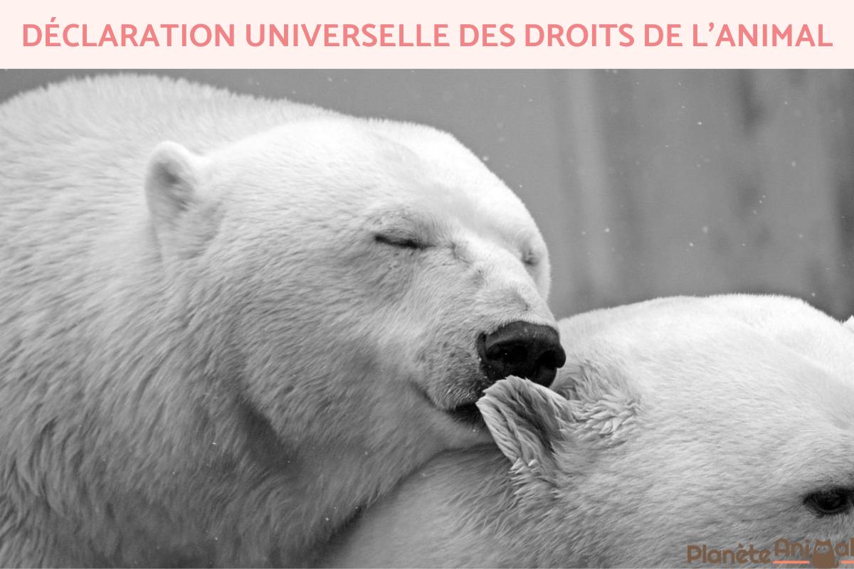Déclaration universelle des droits de l'animal