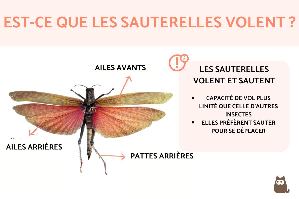 Est-ce que les sauterelles volent ?