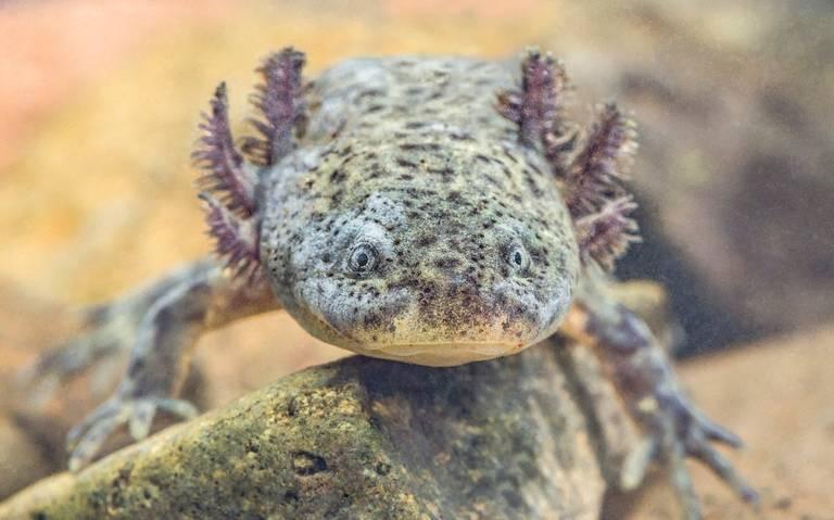 reproduction-asexu-e-chez-les-animaux-types-et-exemples