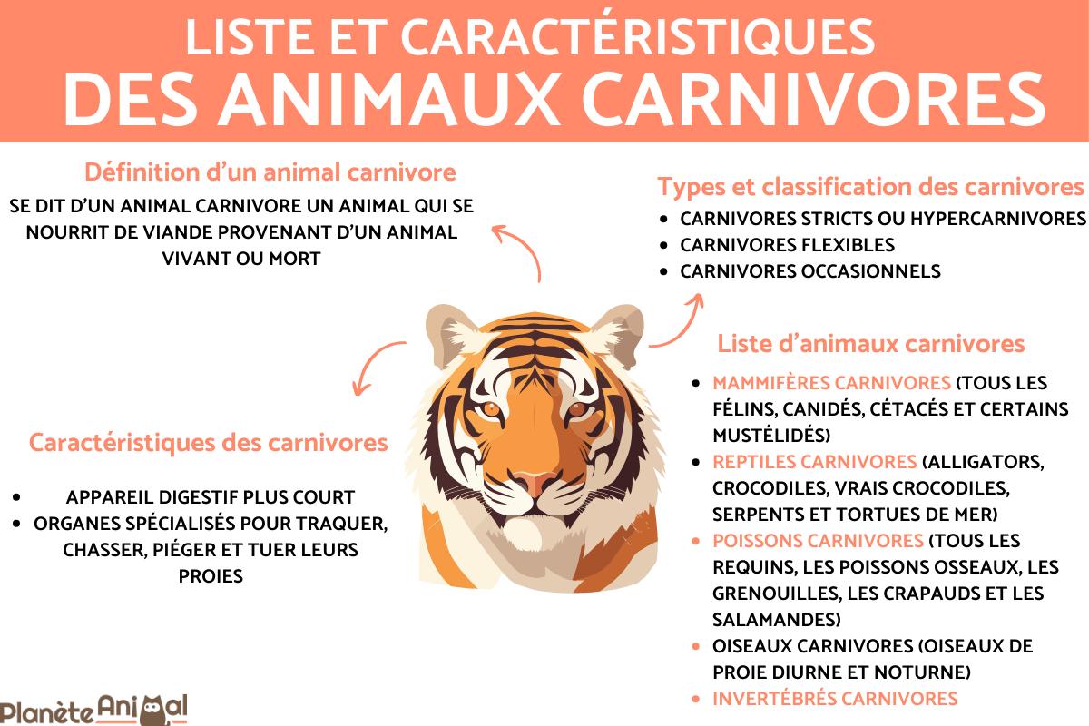 Animaux carnivores - Liste et caractéristiques