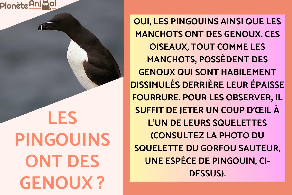 Est-ce que les pingouins ont des genoux ?