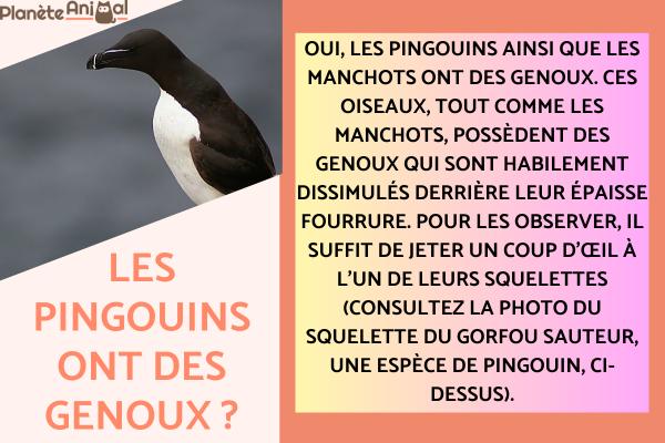 Est-ce que les pingouins ont des genoux ?