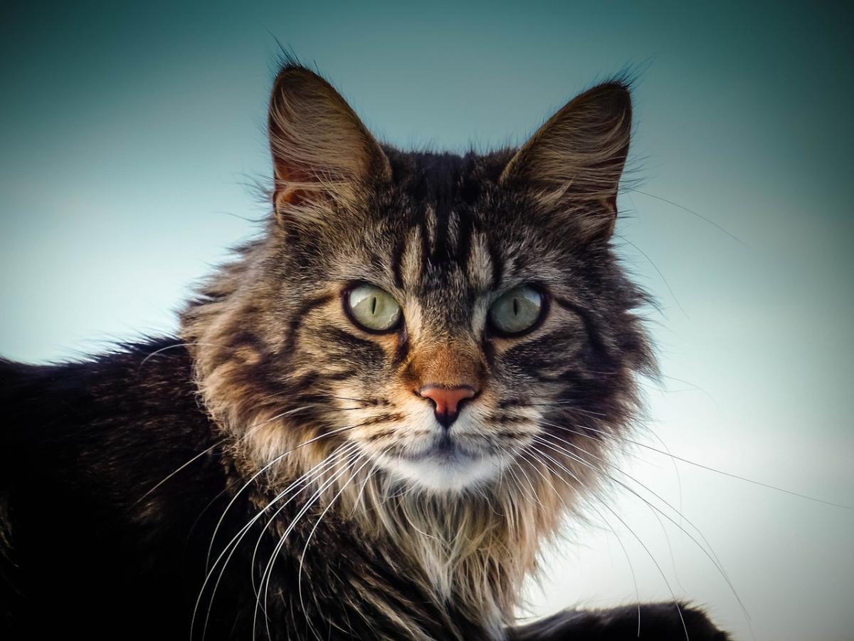 Maine Coon : 18 choses à savoir