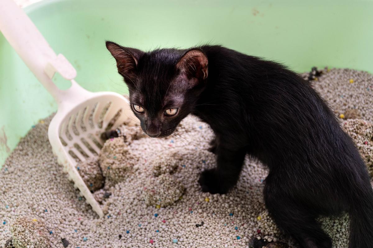 Mon chat a des selles molles et malodorantes - Causes et que faire