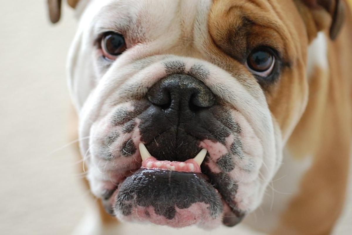 Mon chien fait un bruit de cochon - Causes et que faire