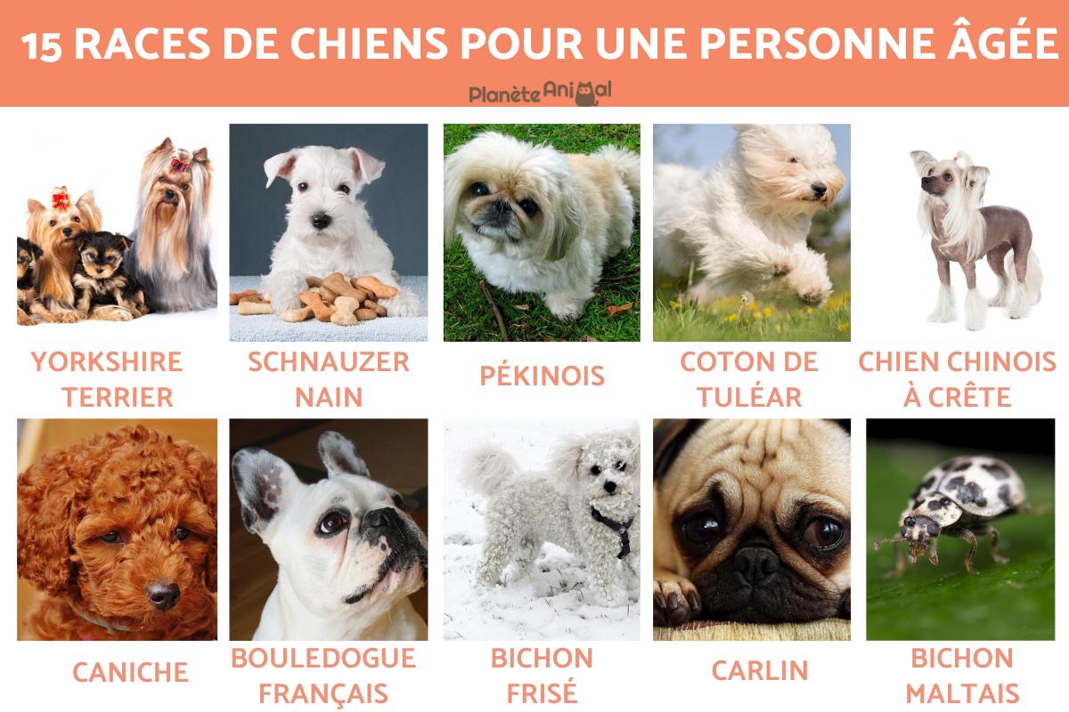 15 races de chiens pour une personne âgée