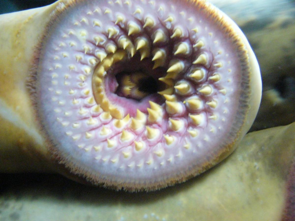 Agnathes ou poissons sans mâchoire - Caractéristiques et exemples