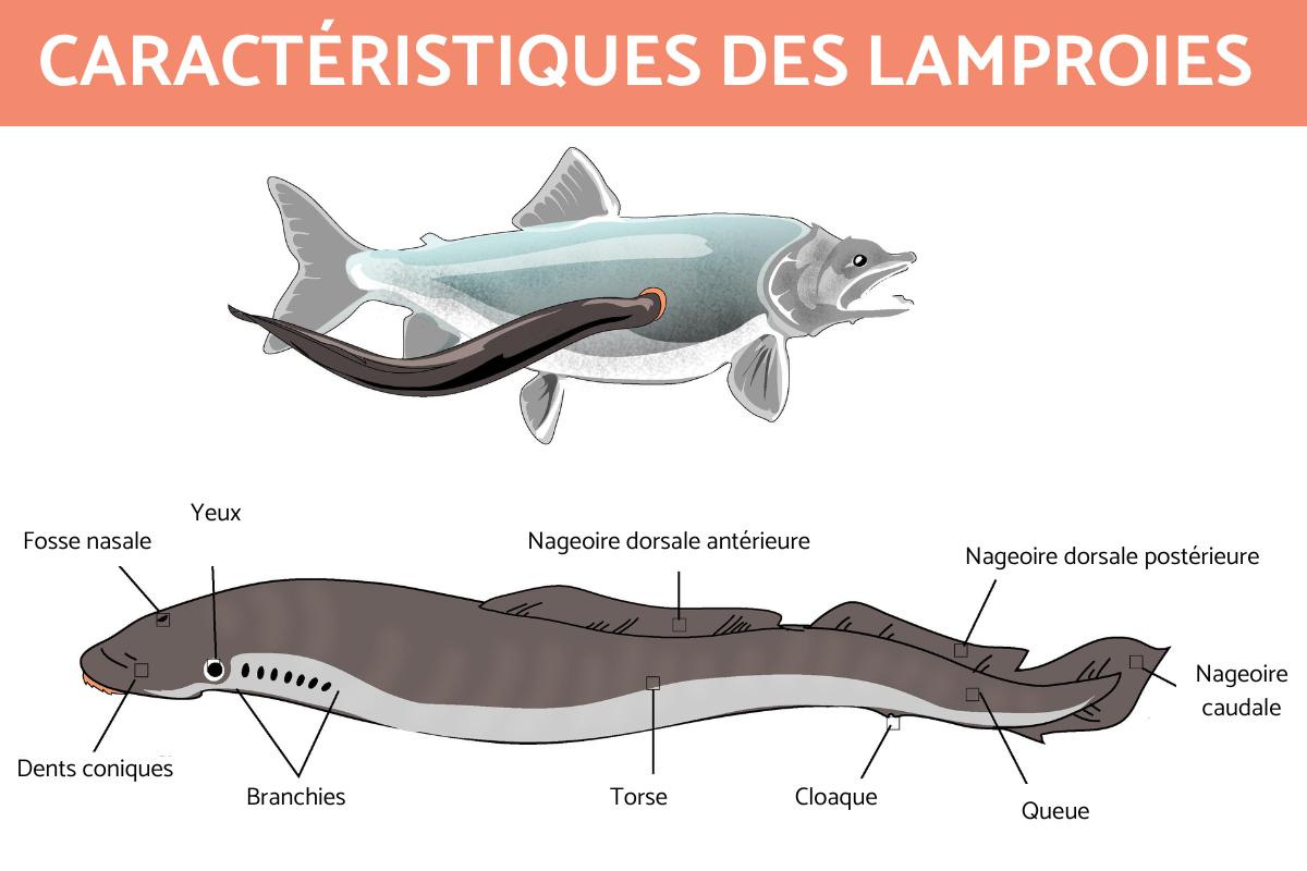 Agnathes ou poissons sans mâchoire - Caractéristiques et exemples