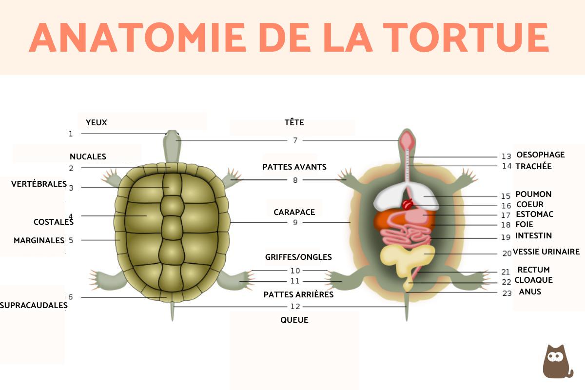 Anatomie de la tortue