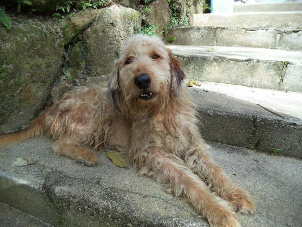 Maladie de Cushing chez les chiens - Symptômes et traitement - Causes e la maladie de Cushing chez le chien