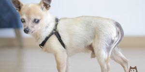 Maladie de Cushing chez les chiens - Symptômes et traitement