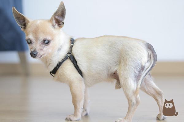 Maladie de Cushing chez les chiens - Symptômes et traitement
