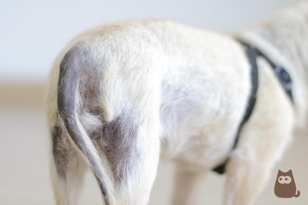 Maladie de Cushing chez les chiens - Symptômes et traitement - Symptômes de la maladie de Cushing chez le chien