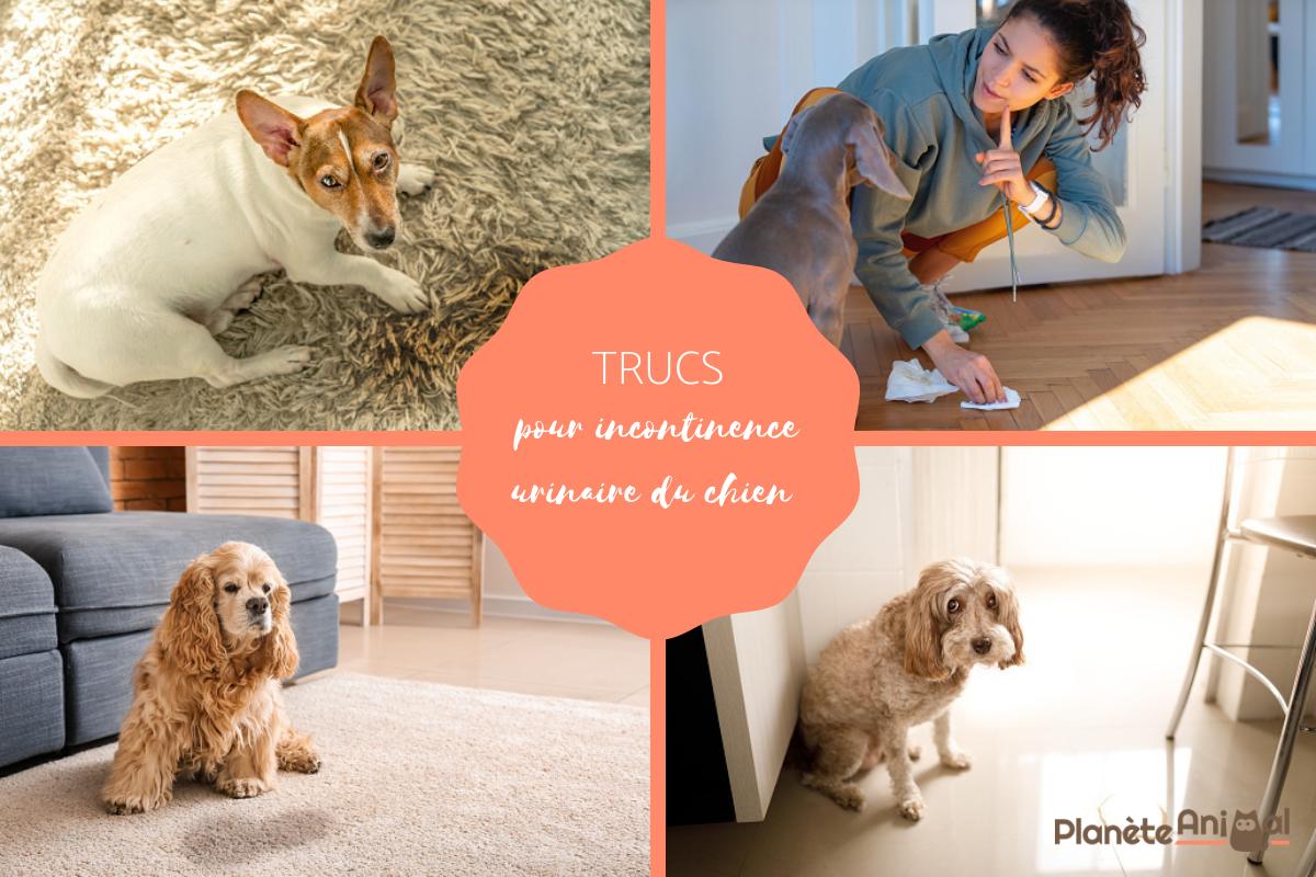 Trucs pour incontinence urinaire du chien