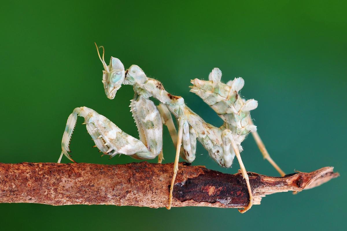 15 TYPES de MANTES RELIGIEUSES Noms et photos